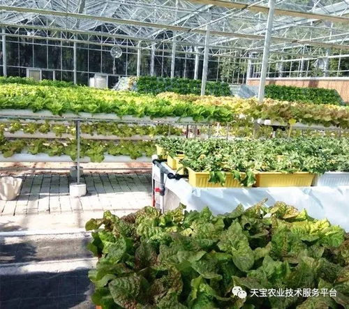 天寶最美果園走進(jìn)臺(tái)州 淡泊農(nóng)業(yè)園無土栽培學(xué)習(xí)體驗(yàn)