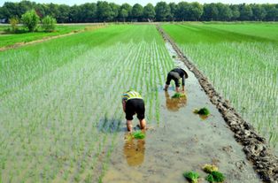 前進(jìn)需動(dòng)力，后退需智慧——論現(xiàn)代農(nóng)業(yè)種植的平衡之道