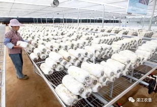 靈秀田園，靈芝采摘 現(xiàn)代農(nóng)業(yè)培育的詩意棲居