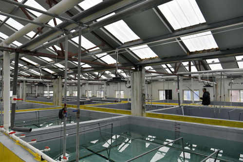 工廠化育苗助力水產(chǎn)養(yǎng)殖業(yè)高質(zhì)量發(fā)展