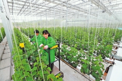 駐馬店市確山縣 綠色農(nóng)業(yè)引領(lǐng)脫貧之路