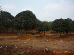 20公分精品移栽桂花市場指南 價格、廠商與種植服務(wù)