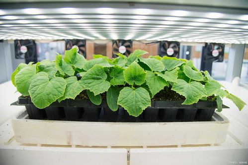 環(huán)境監(jiān)測技術(shù)在植物工廠中的應(yīng)用 提升農(nóng)作物產(chǎn)量與品質(zhì)