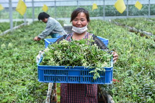鹽堿地變“聚寶盆” 浙江慈溪科技種植引領現代農業新篇章