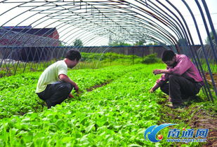 定鼎農業 聚焦農業行情與種養技術，助力農民致富與農企發展