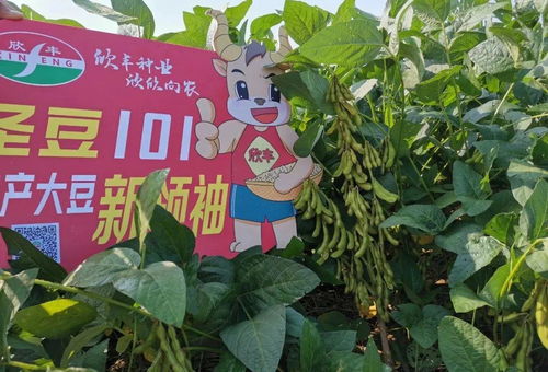 圣豆101創(chuàng)高產紀錄 畝產超300公斤引領農業(yè)培育新突破