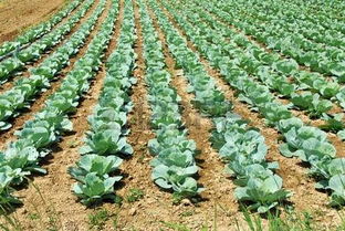 探索農業(yè)之美 cabbage heads正版圖像與123rf中國高質量免版稅圖像庫