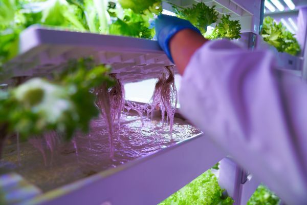 從一人到眾人 聯(lián)合國新聞關(guān)注中國農(nóng)業(yè)數(shù)字轉(zhuǎn)型下的種植變革