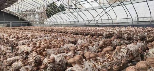 盧氏農(nóng)產(chǎn)品企業(yè)文化調(diào)研 以“萬人助萬企”為抓手，助推農(nóng)業(yè)品牌培育新篇章