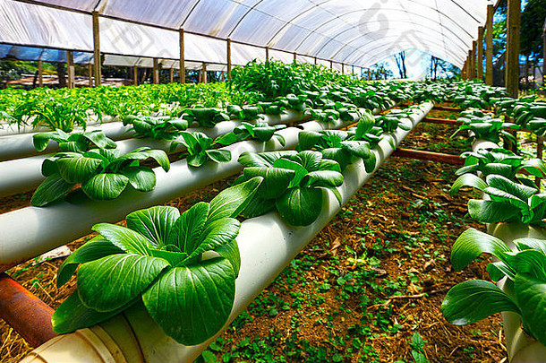 綠色科技，豐饒未來——農(nóng)業(yè)產(chǎn)品種植技術(shù)公司畫冊(cè)封面模板