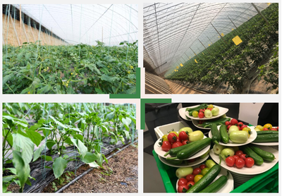 智能科技賦能，百譽(yù)農(nóng)業(yè)引領(lǐng)園區(qū)現(xiàn)代化新篇章