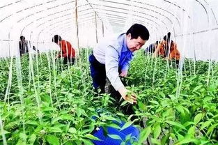 警惕！這6類合作社不僅拿不到補(bǔ)貼，還可能面臨被取締風(fēng)險(xiǎn)