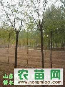 國(guó)槐熱銷市場(chǎng)探秘 8-10公分全冠土球國(guó)槐價(jià)格、廠商與選購(gòu)指南